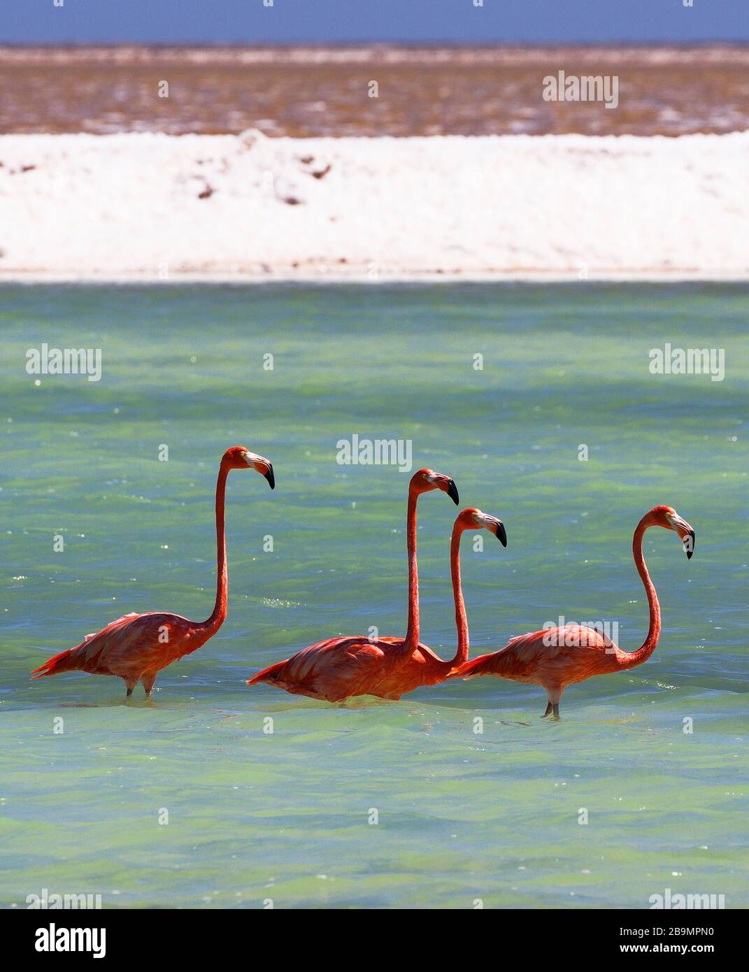 Flock of feeding Pink Flamingos in salt pans of Bonaire, Caribbean Stock Photo