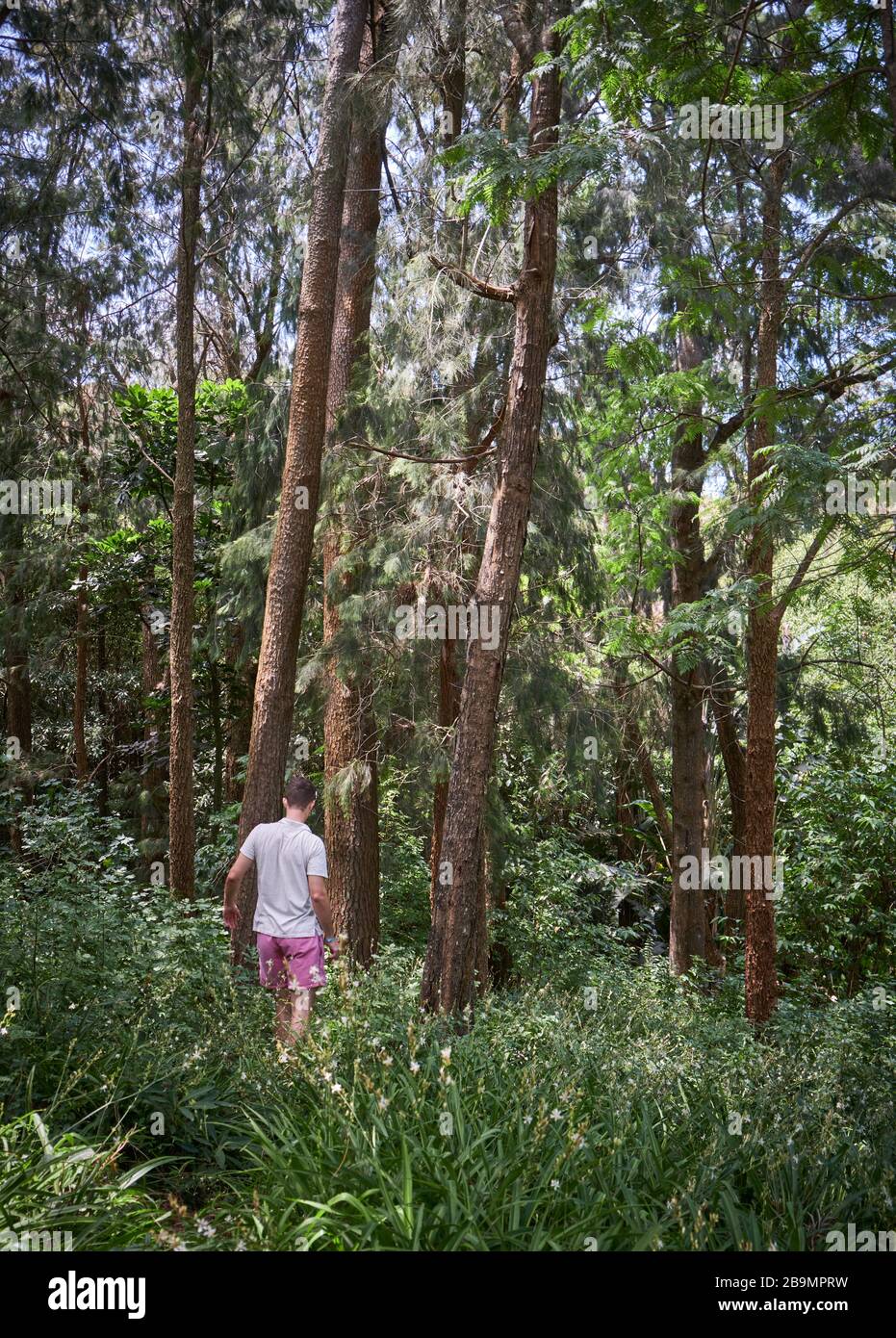 a white caucasian man walking a trekking trail between the trees and branches of a wood forest Stock Photo