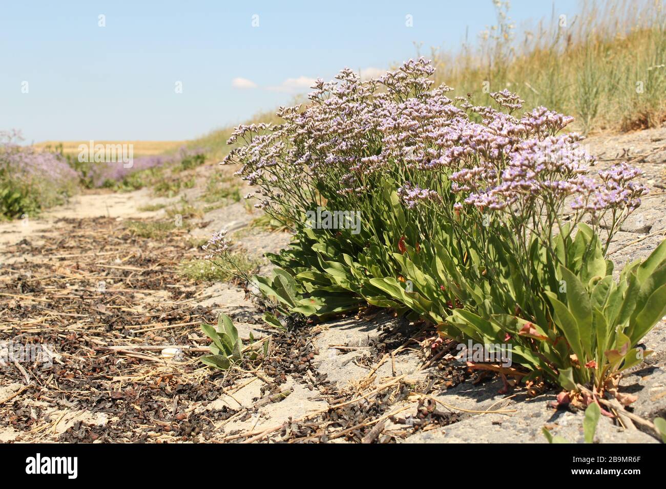 Purple Flowering Sea Lavender Plants At The Sea Wall And Marsh Along The Westerschelde Sea In Holland In Summer Stock Photo Alamy