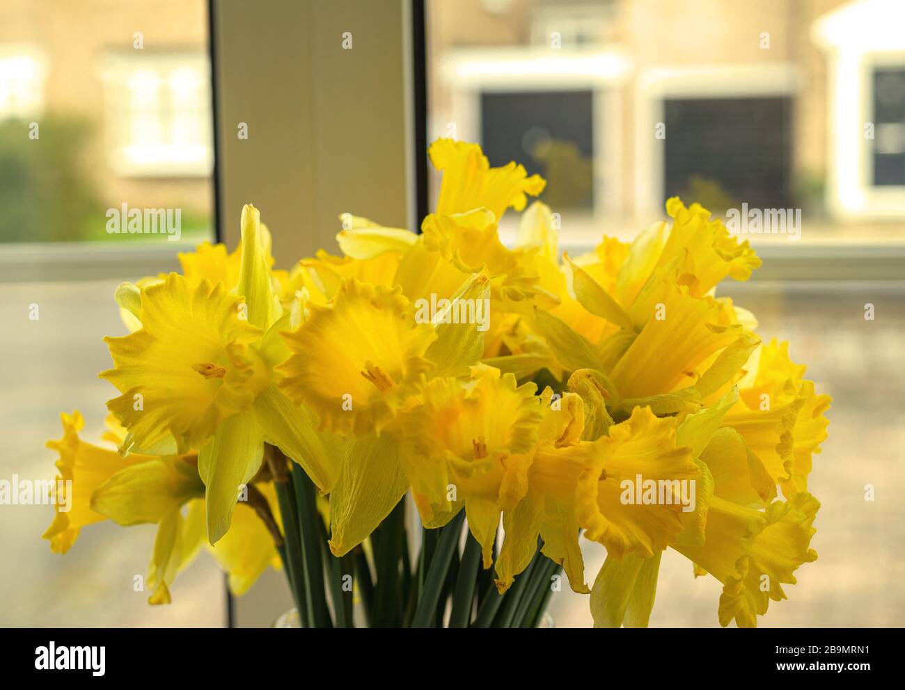A display of cut daffodils in a domestic window. The street and