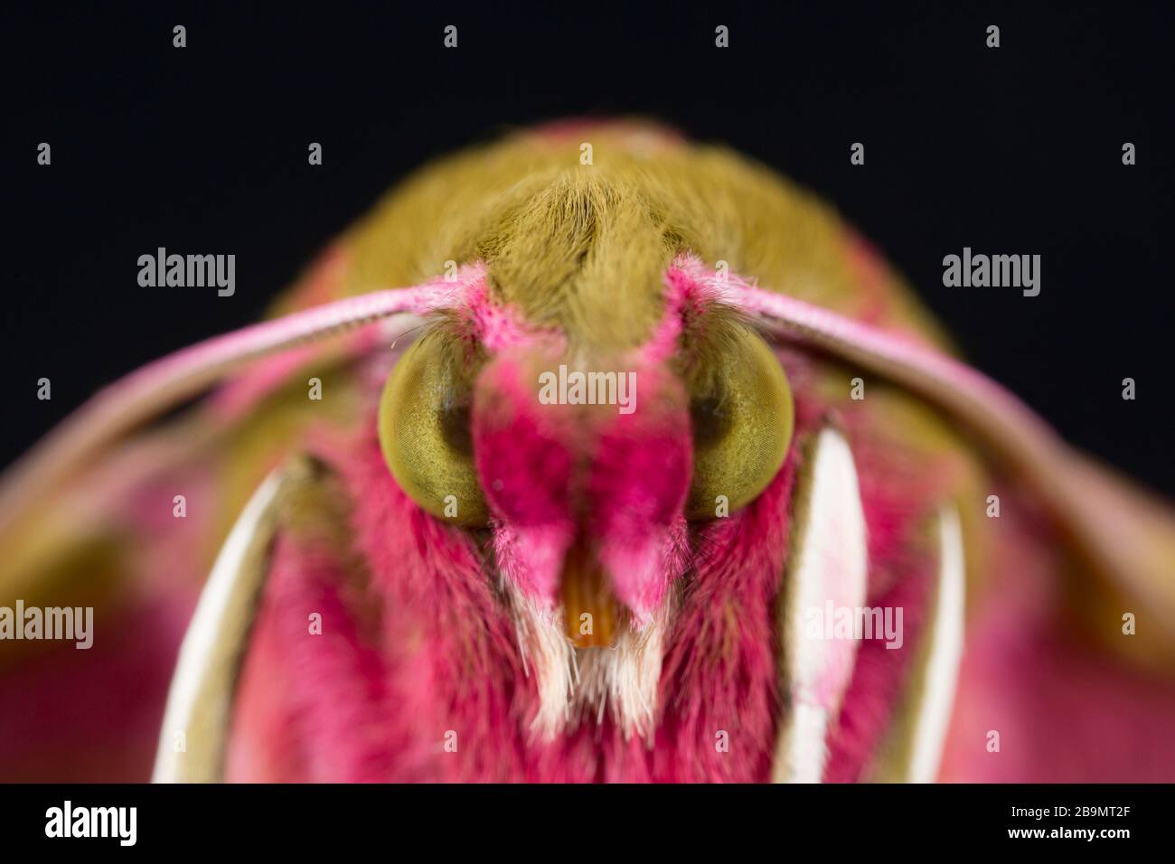A close-up of a newly emerged elephant hawk moth, Deilephila elpenor. The moth has emerged from a chrysalis that had been kept over winter. It emerged Stock Photo
