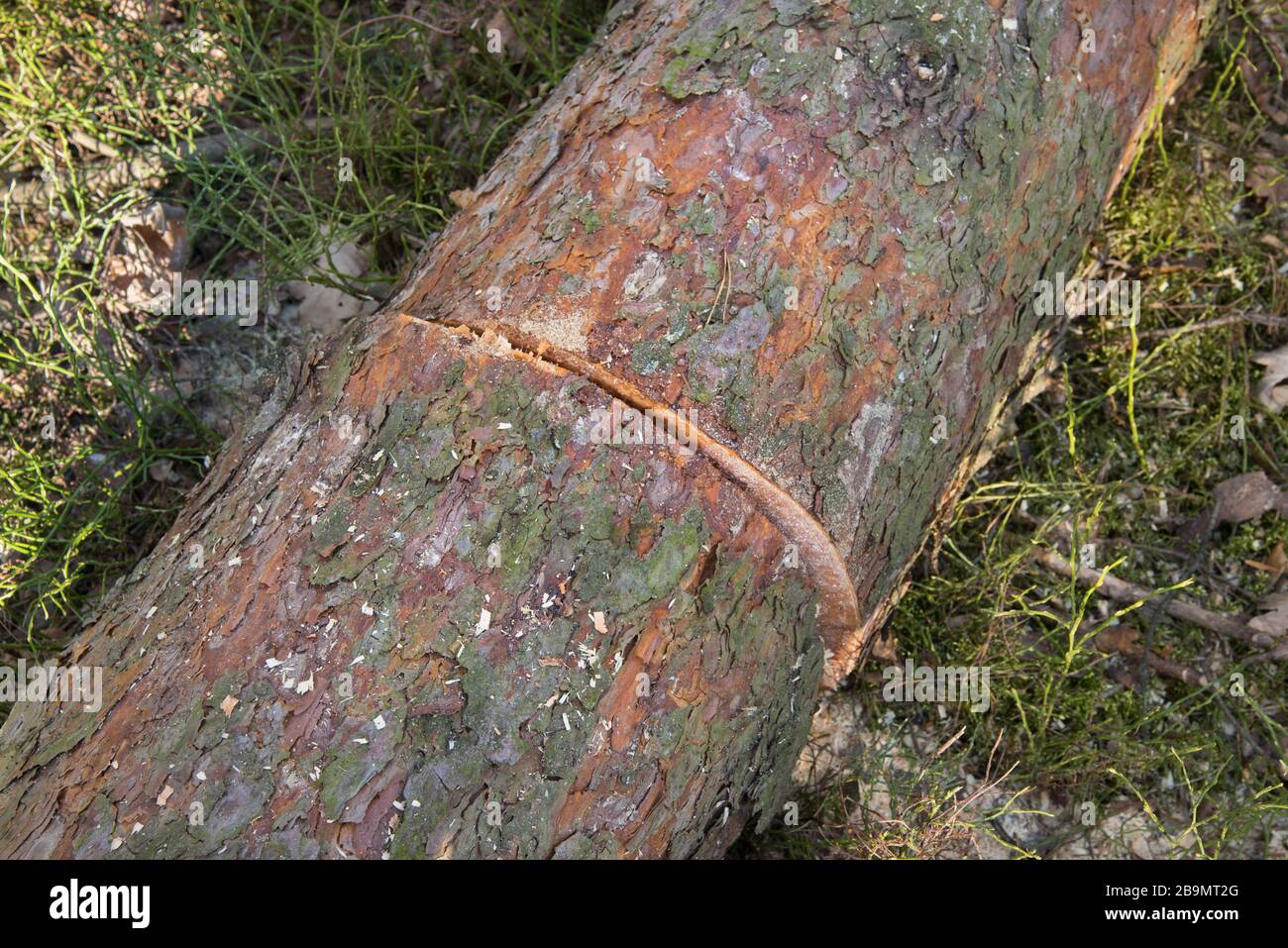 Natural tree logs hi-res stock photography and images - Alamy
