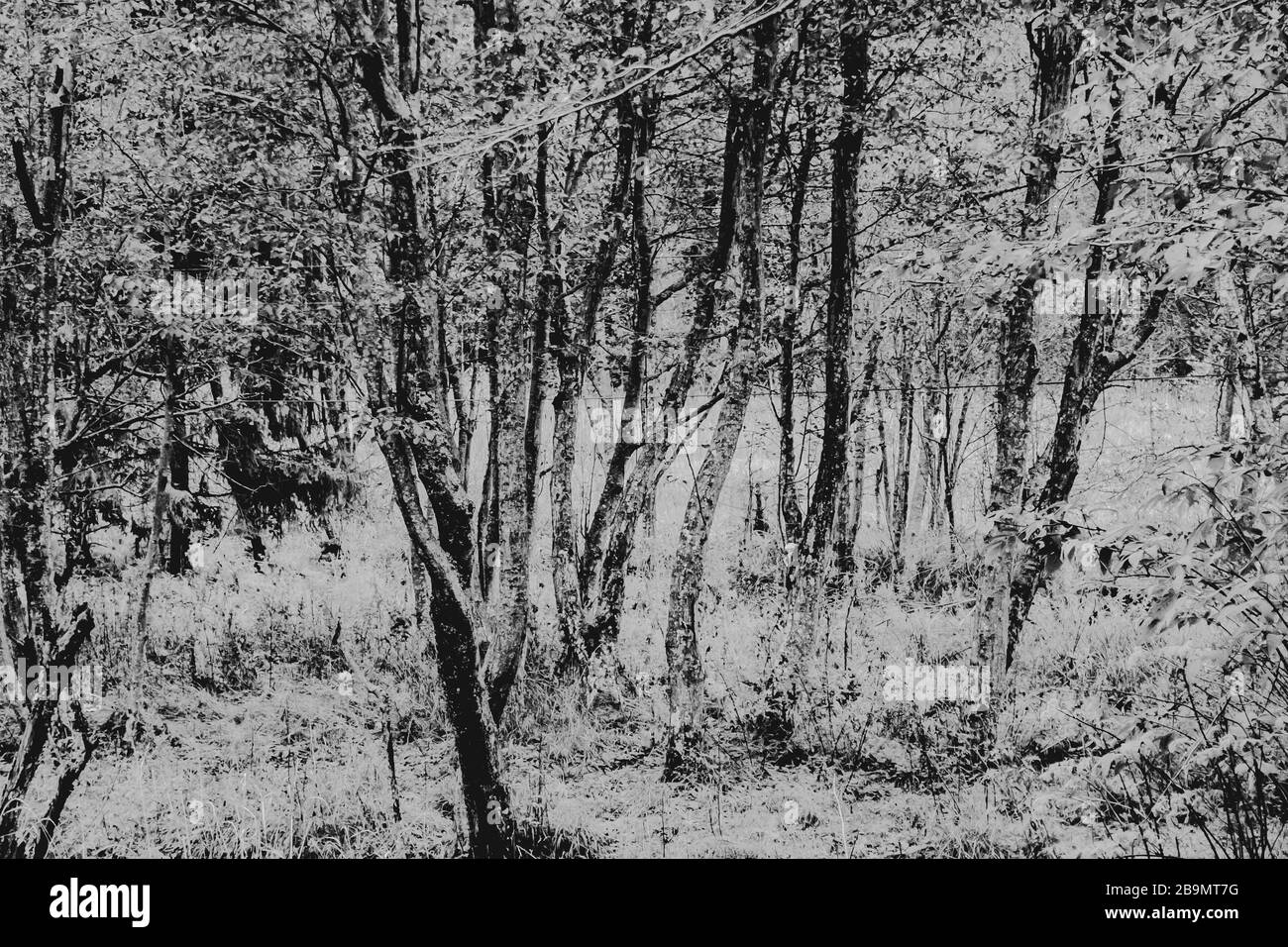 old trees in black and white Stock Photo - Alamy
