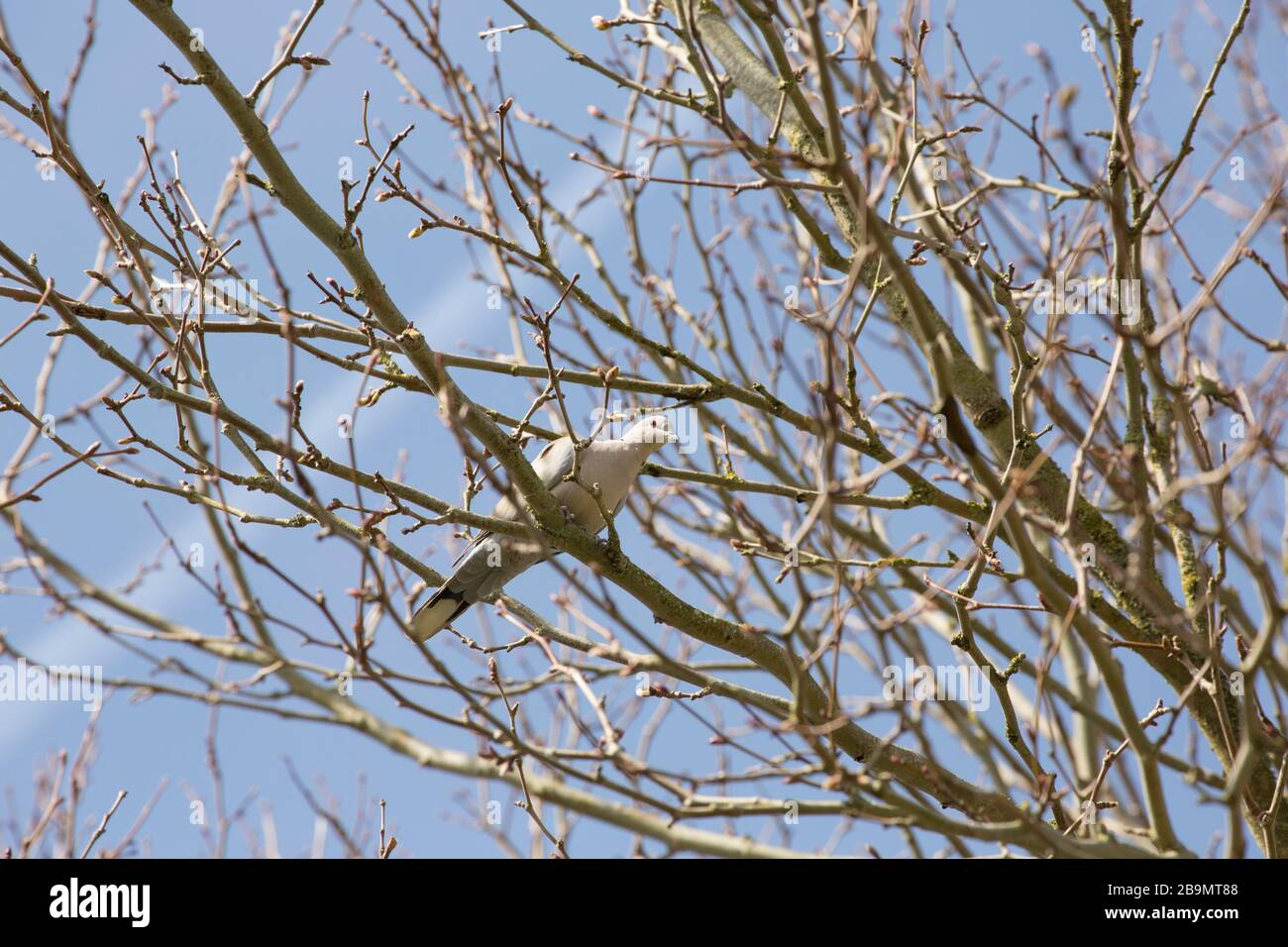 A Eurasian collared dove, Streptopelia decaocto, perched in an Ash tree, Fraxinus excelsior, in march. Gillingham North Dorset England UK GB Stock Photo