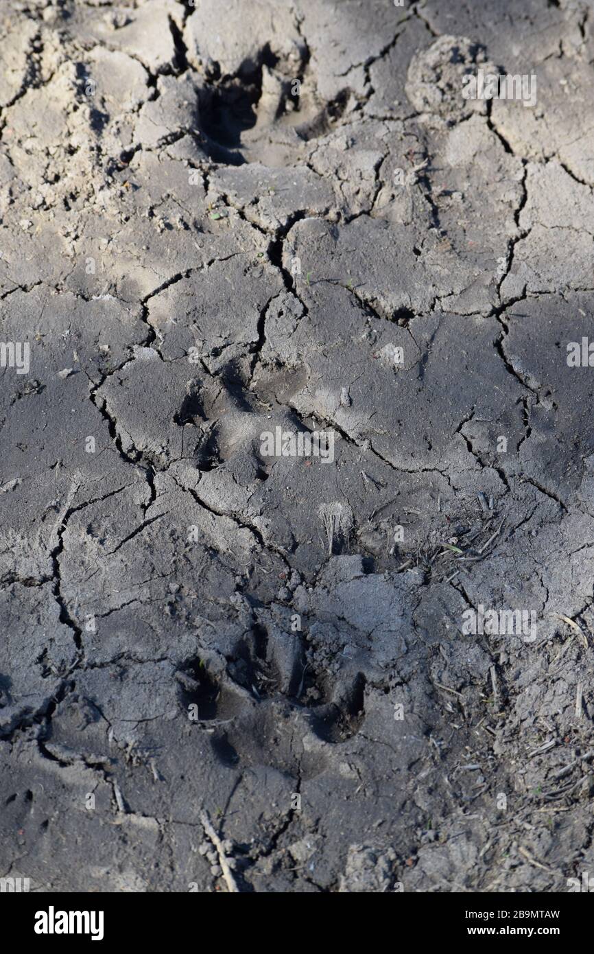 an Animal's Paw prints in the Mud Stock Photo Alamy
