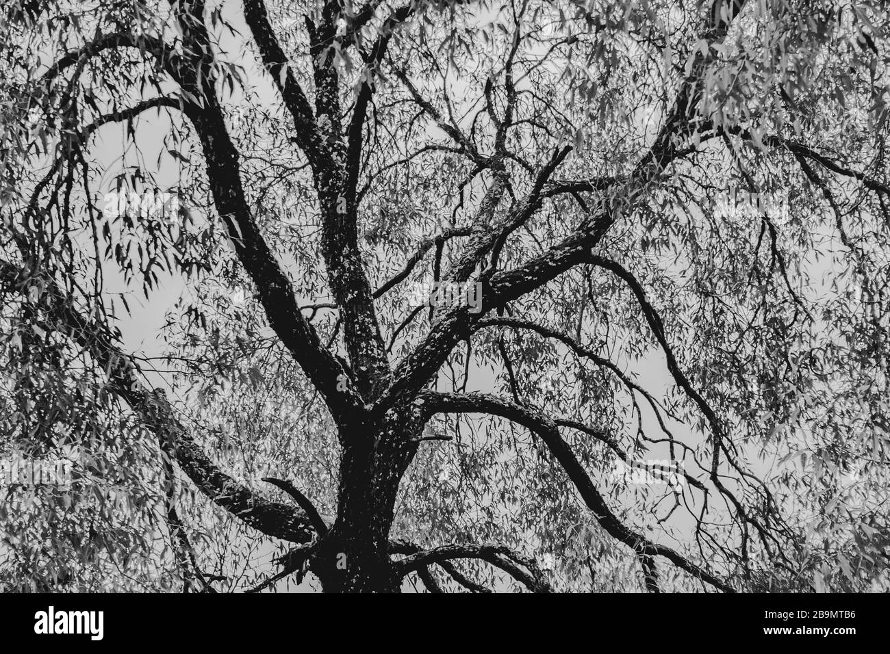 Old Tree With Twisted Branches In Black And White Stock Photo Alamy old-tree-with-twisted-branches-in-black-and-white-stock-photo-alamy