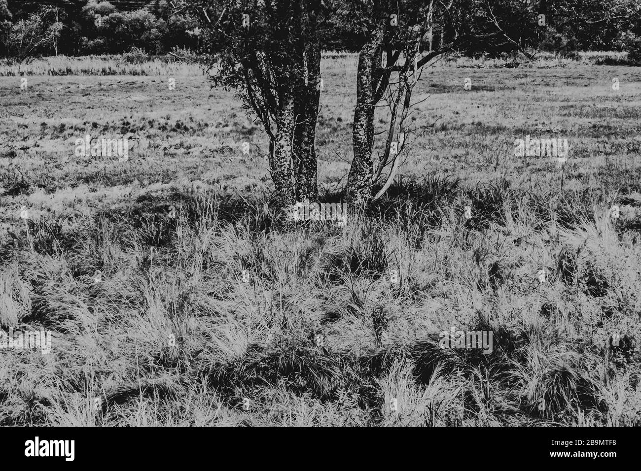 old tree trunk in black and white Stock Photo - Alamy