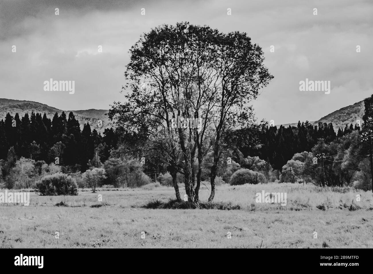 old tree in black and white Stock Photo - Alamy