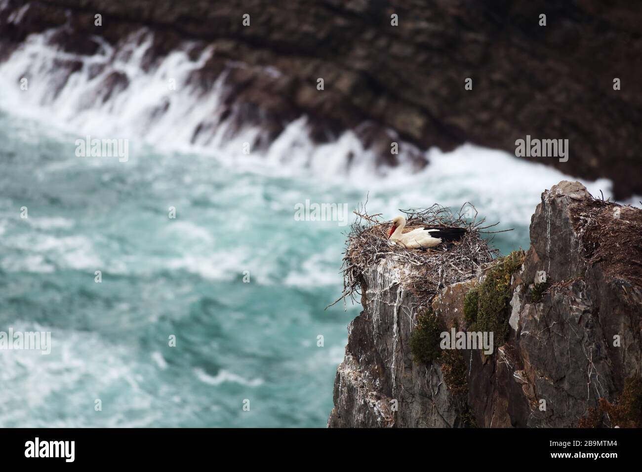 A white stork resting on her nest perched on a rocky cliff by the sea, the Atlantic Ocean, near Cabo Sardão, Portugal. Stock Photo