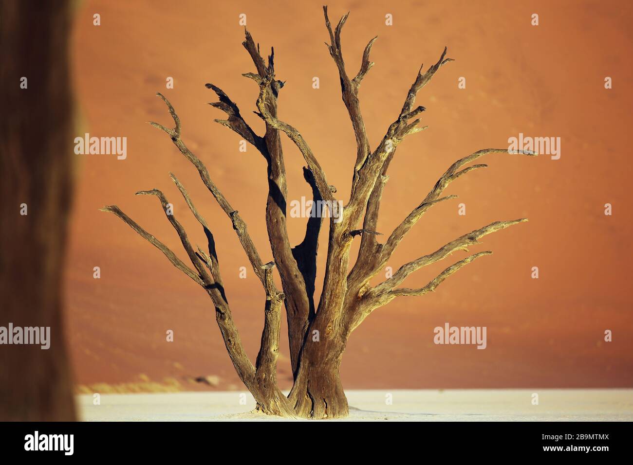 A petrified acacia tree at the Deadvlei pan, Sossusvlei, Namib-Naukluft Park, Namibia. Stock Photo