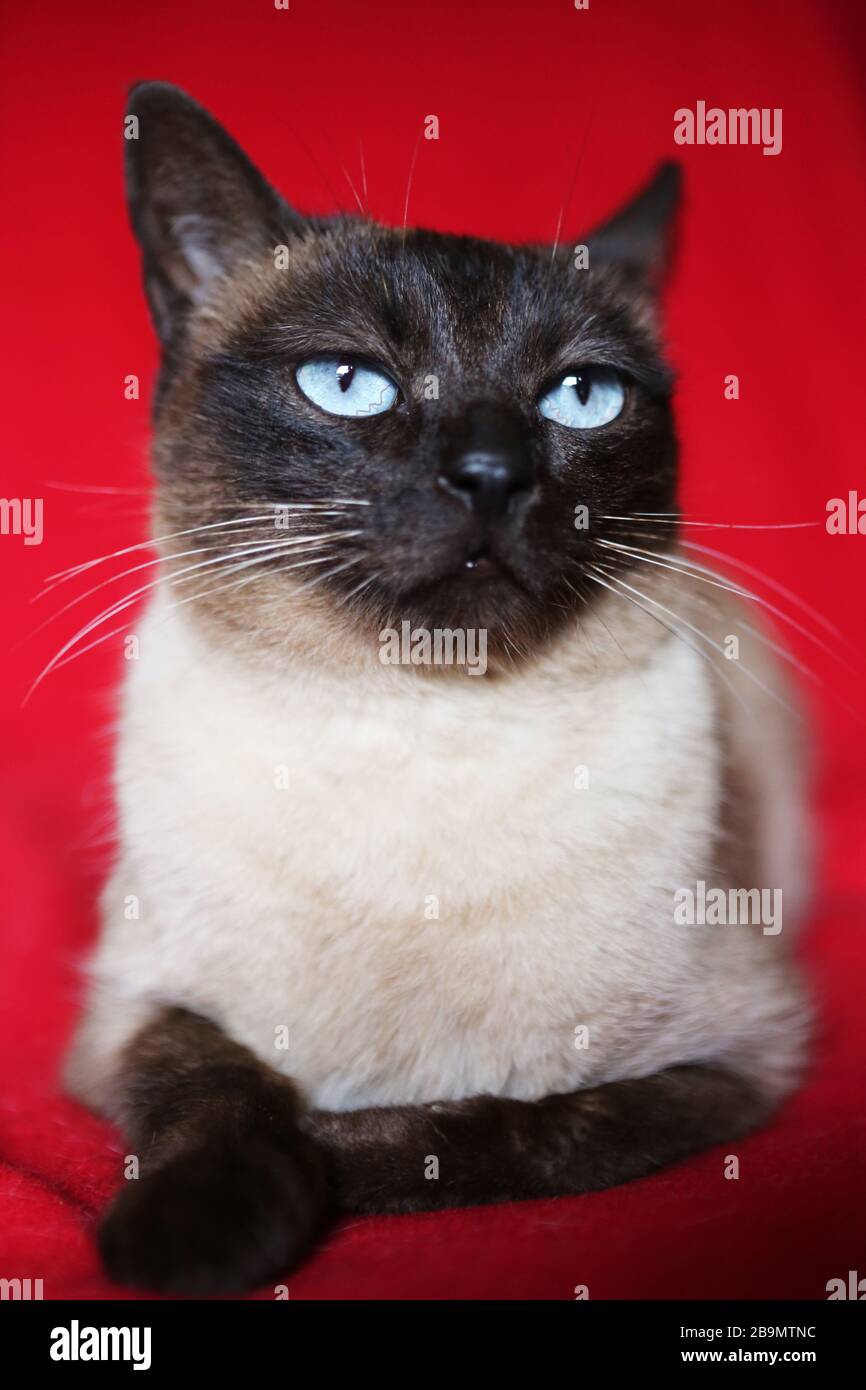 Portrait of a bored siamese cat Stock Photo