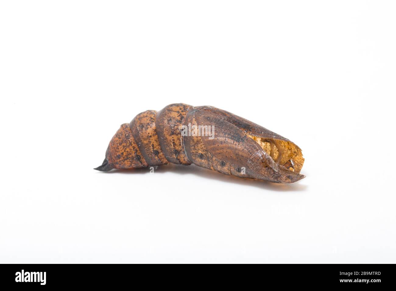 The empty chrysalis, or pupa, of an elephant hawk moth, Deilephila elpenor. The moth had emerged from the chrysalis that had been kept over winter. It Stock Photo