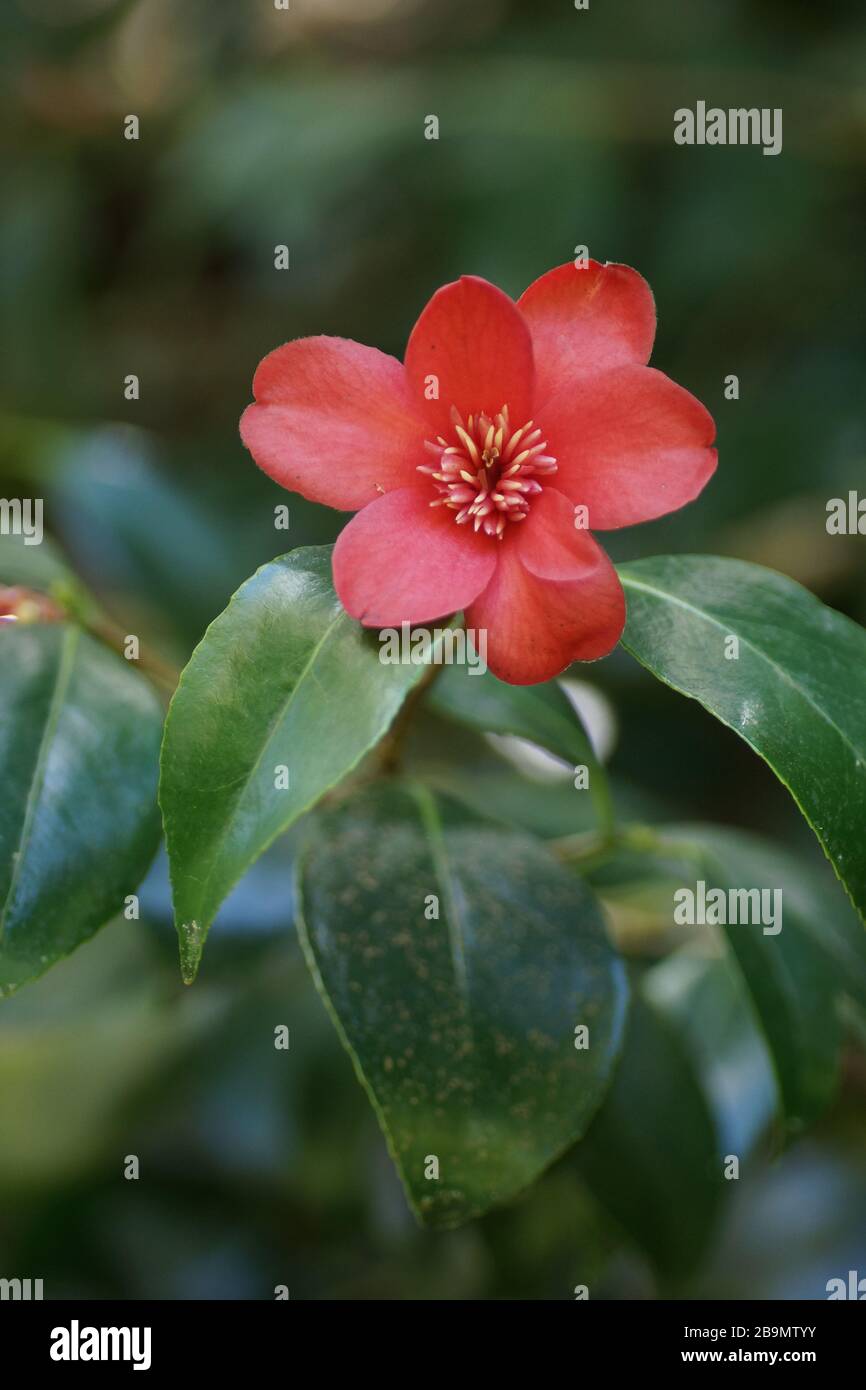 Camellia japonica 'Kimberly' Stock Photo