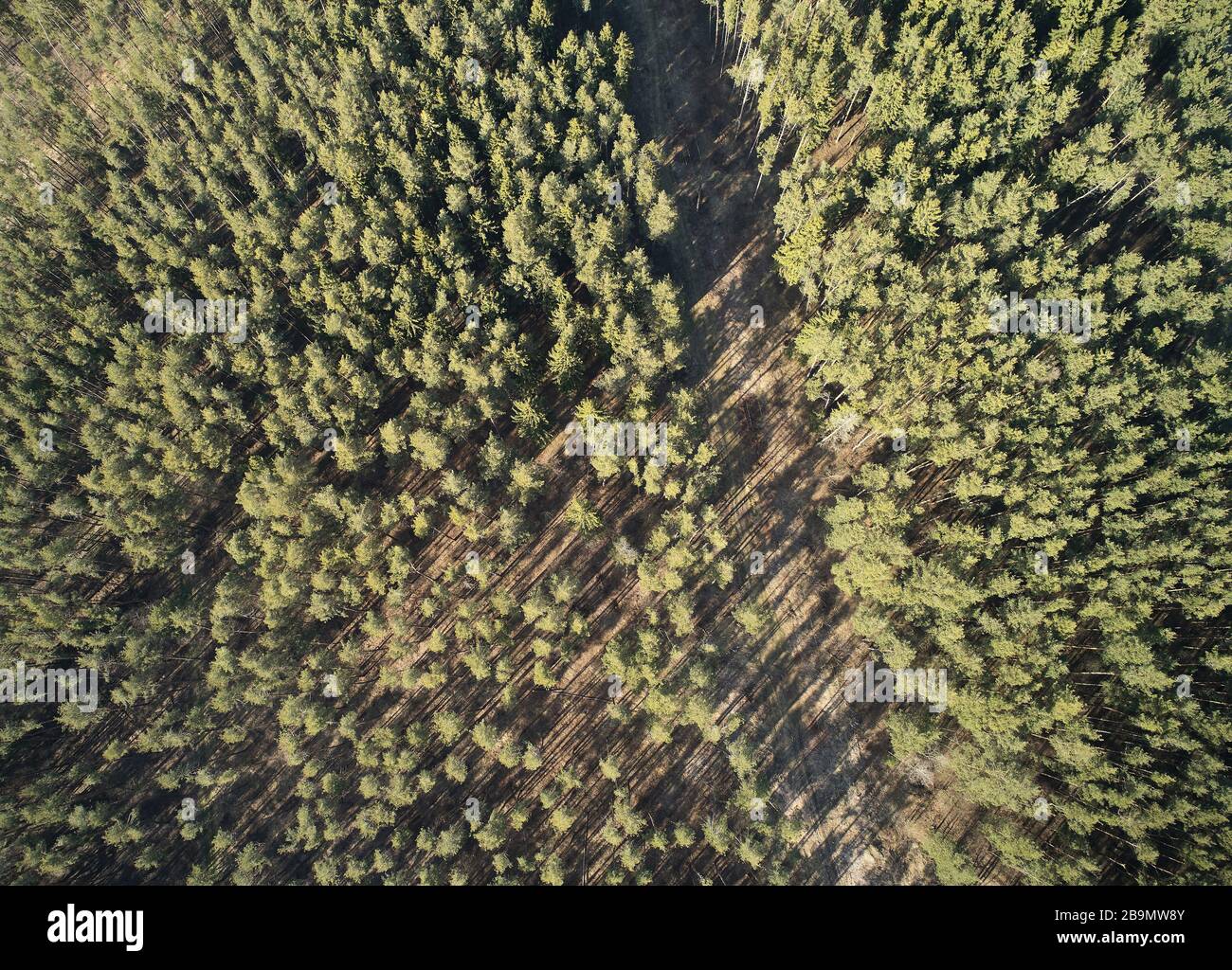 Forest trees with rural road on sunset time above top view Stock Photo