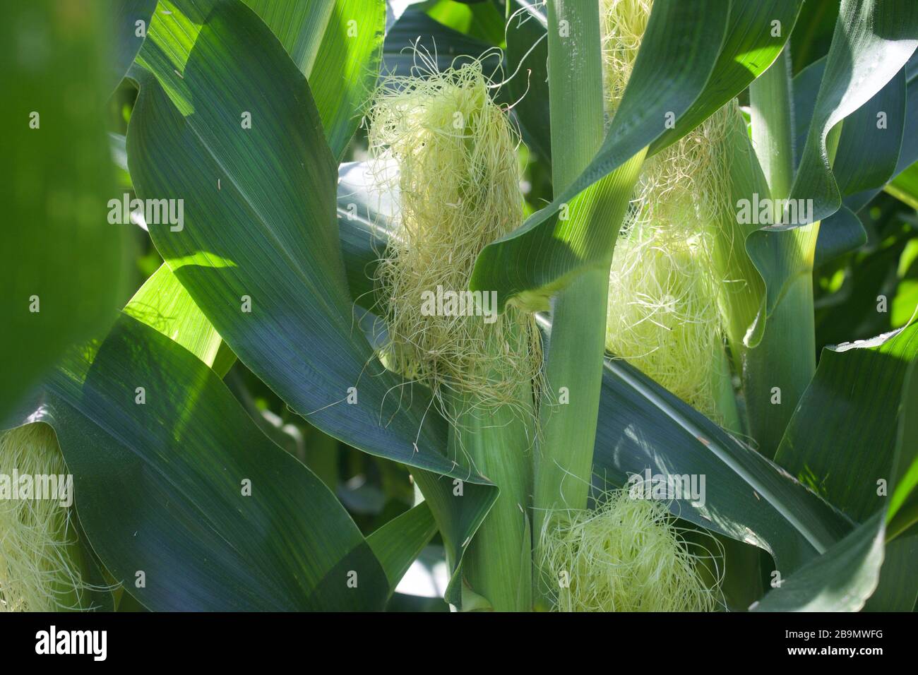 corn silk Stock Photo