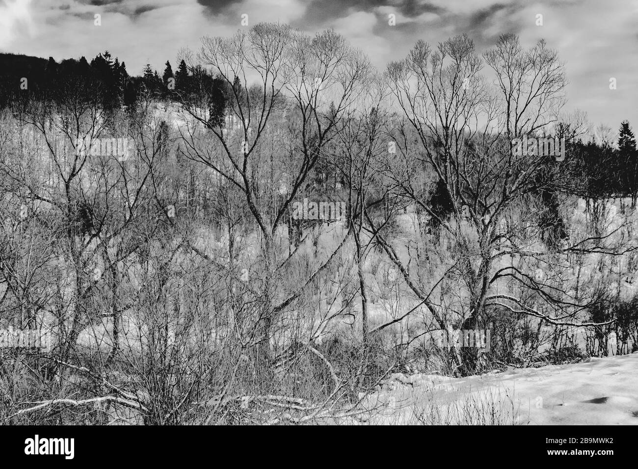 Old Tree With Twisted Branches In Black And White Stock Photo Alamy old-tree-with-twisted-branches-in-black-and-white-stock-photo-alamy