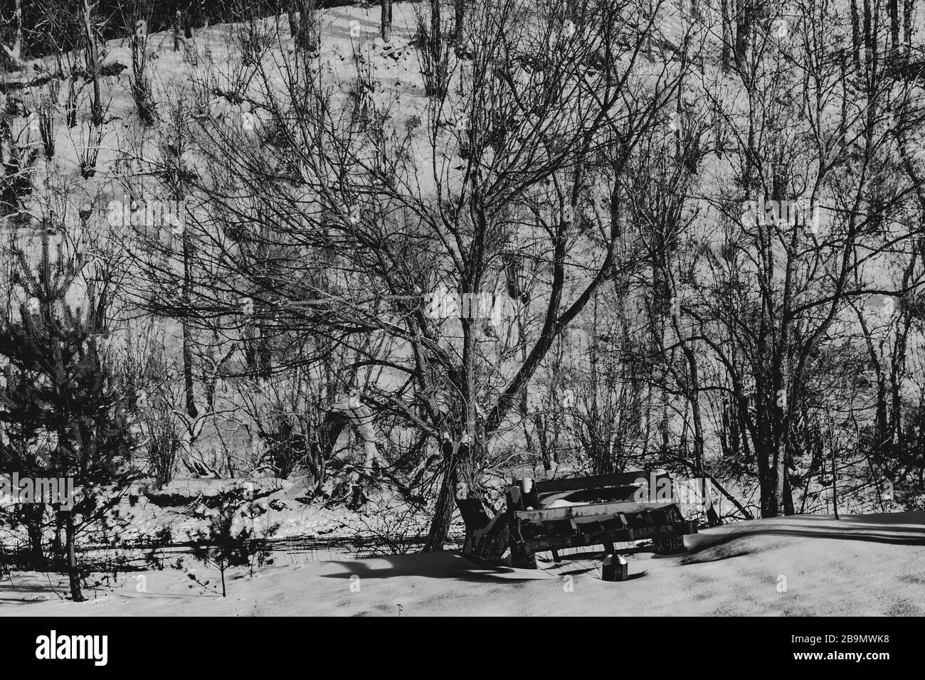 Old Tree With Twisted Branches In Black And White Stock Photo Alamy old-tree-with-twisted-branches-in-black-and-white-stock-photo-alamy