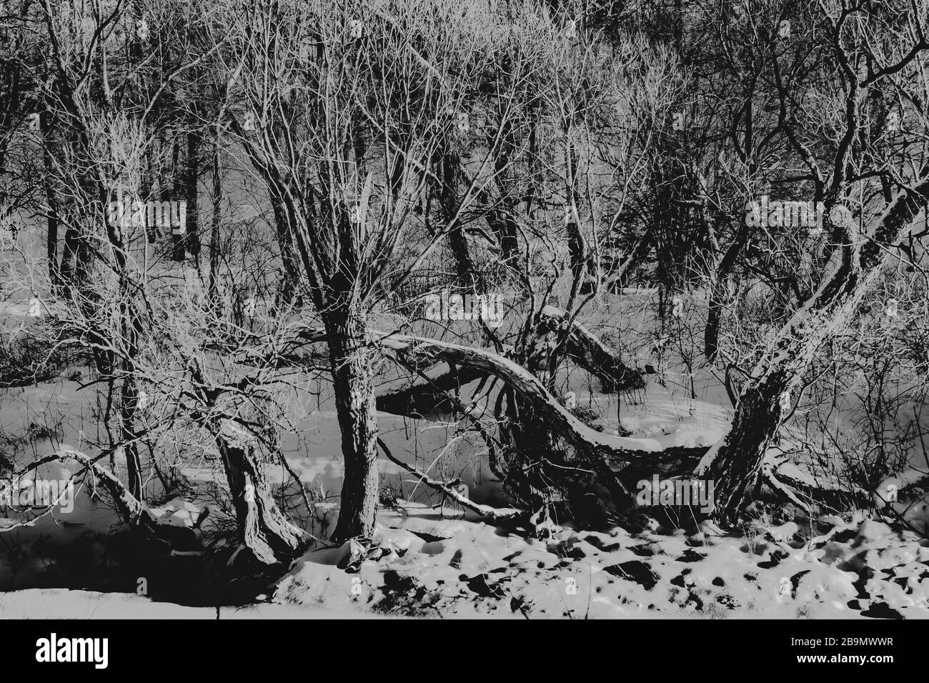 Old Tree With Twisted Branches In Black And White Stock Photo Alamy old-tree-with-twisted-branches-in-black-and-white-stock-photo-alamy