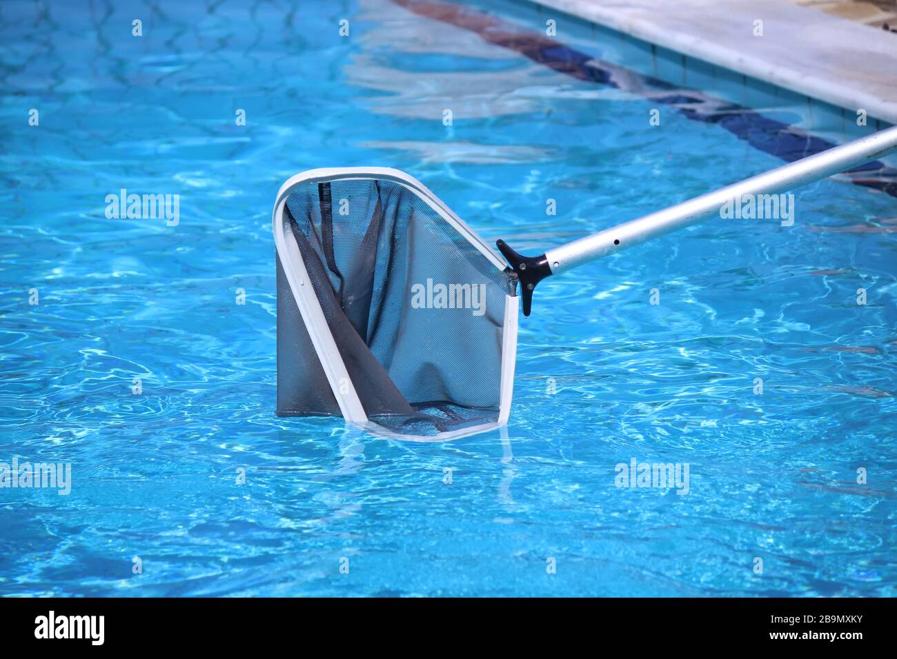 Scooping leaves out of a swimming pool Stock Photo Alamy