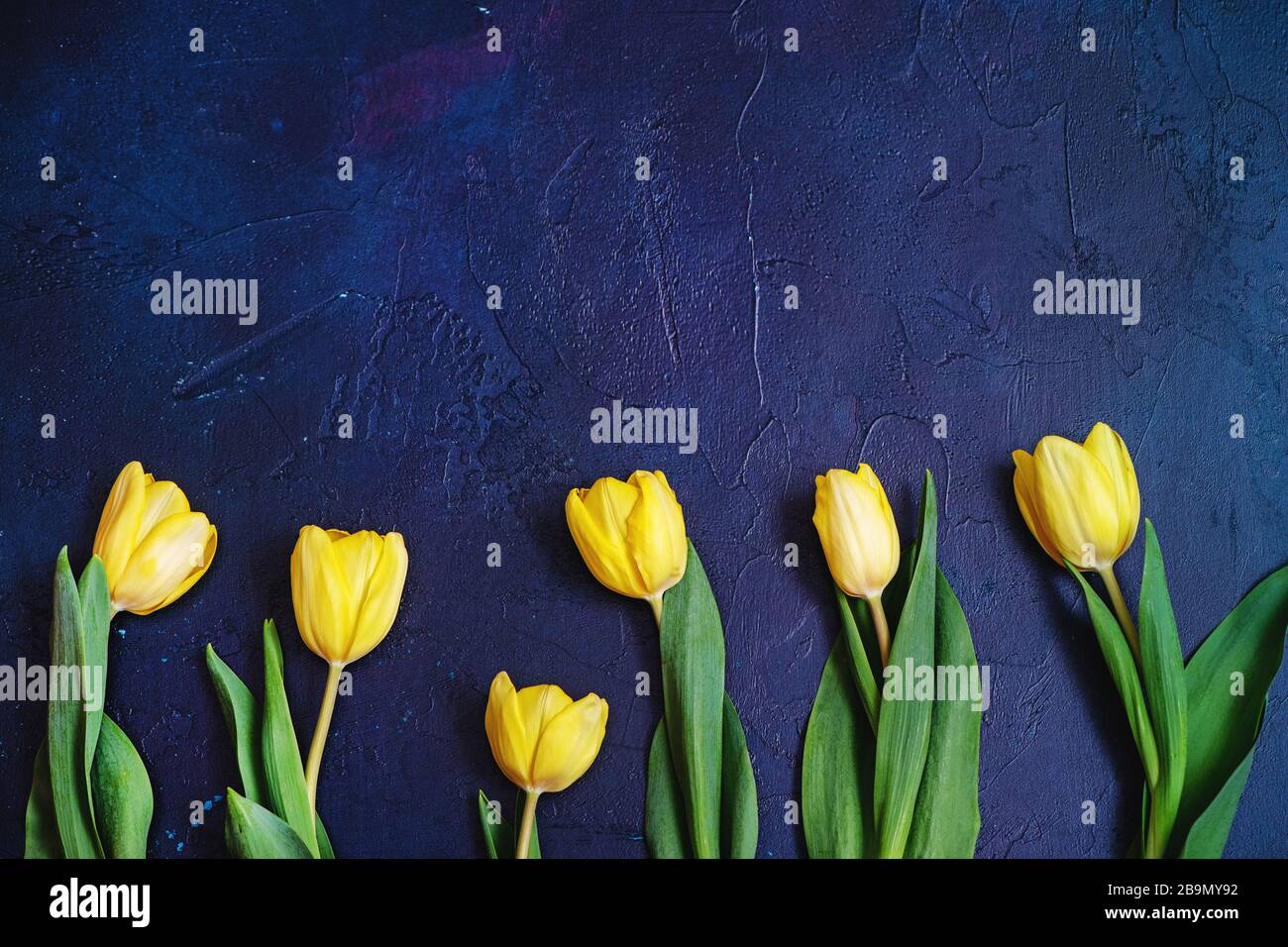 Yellow tulips in a row on blue textured background with copy space. Stock Photo