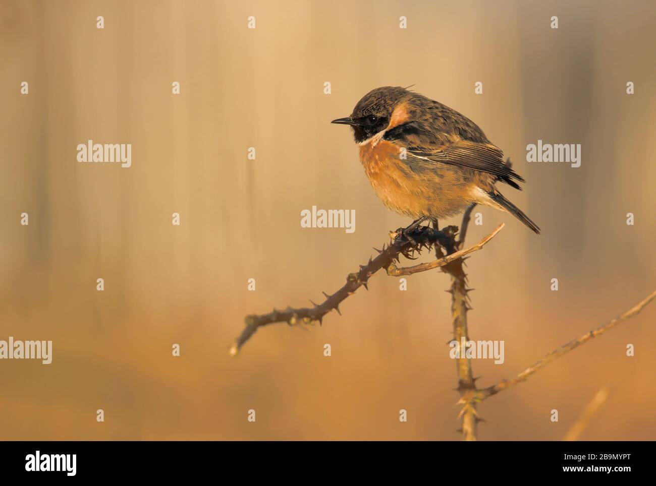 Stonechat, Saxicola Torquata, Perched On A Bramble Branch During Sunset And Bathed In An Orange Glow With A Background Of Diffuse Reeds. Taken at Stan Stock Photo