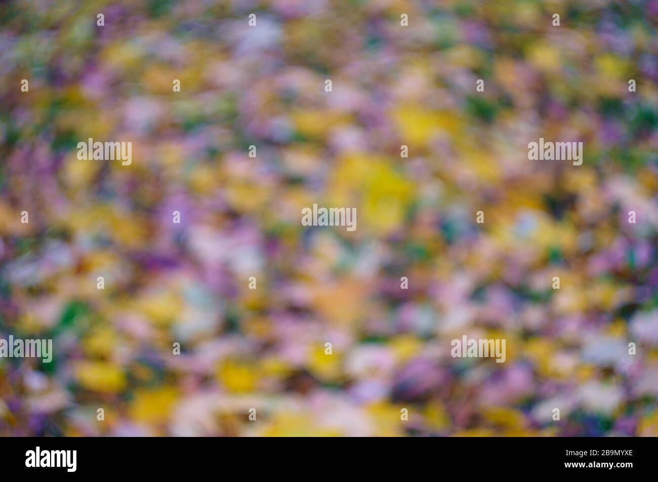 Motley background from the varicolored fallen foliage. Autumn background. The image is out of focus, blurry. Stock Photo