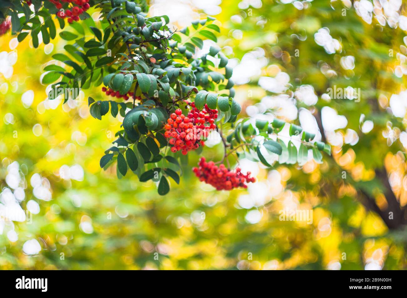 Green branches with bunches of red rowan( Sorbus aucuparia, tree mountain ash) on a blurred background. Autumn colorful background. Copy space. Stock Photo