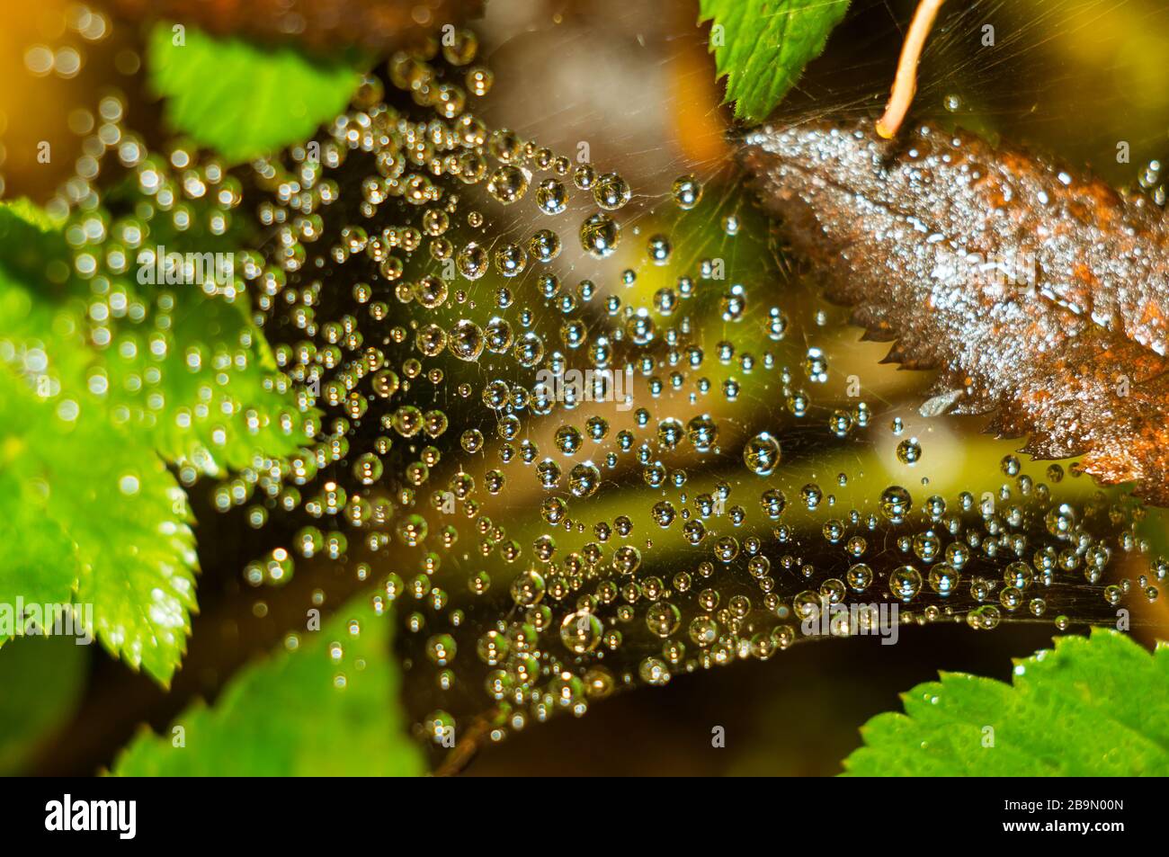Shiny drops of dew on the gossamer. Sunny morning. Macro. Soft focus, selected focus. Stock Photo