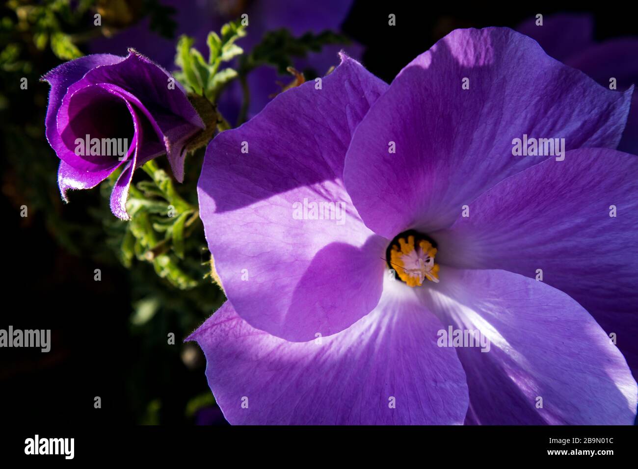 Purple flower bloom hi-res stock photography and images - Alamy