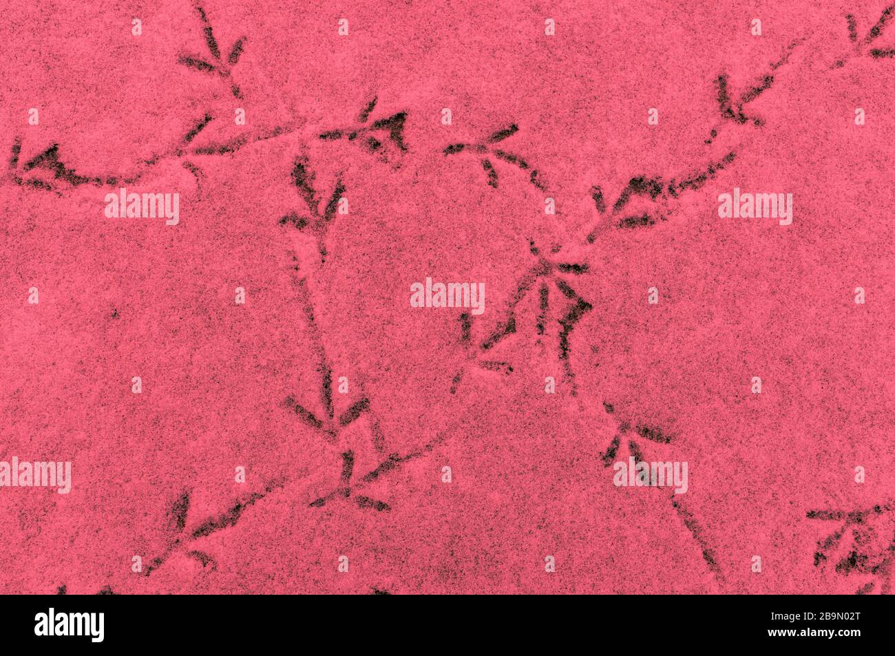Traces of birds on the snow close-up. Footprints on the snow. Goal loss concept. Stock Photo