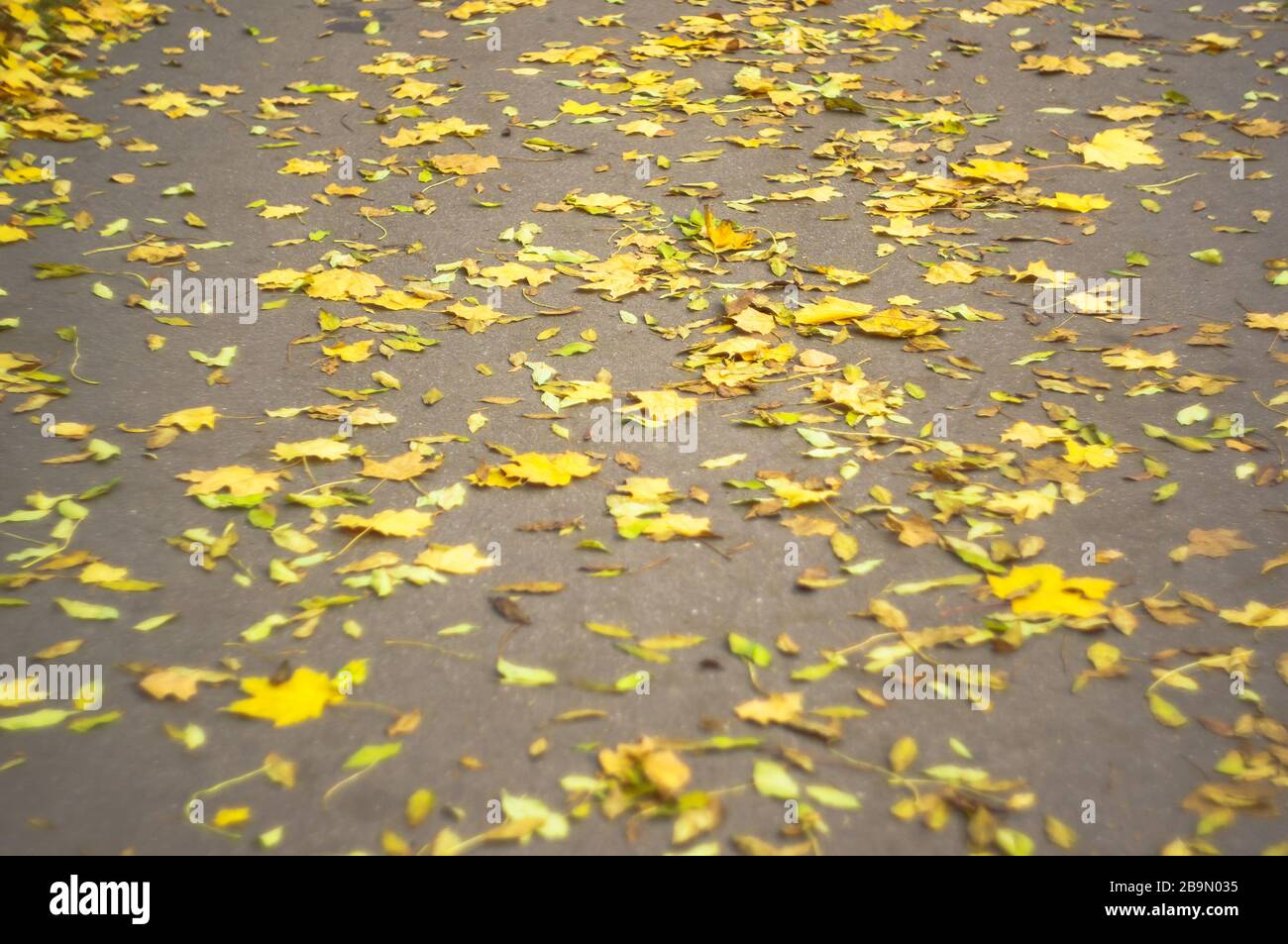 Autumn leaves on asphalt. Soft focus, defocused. Stock Photo