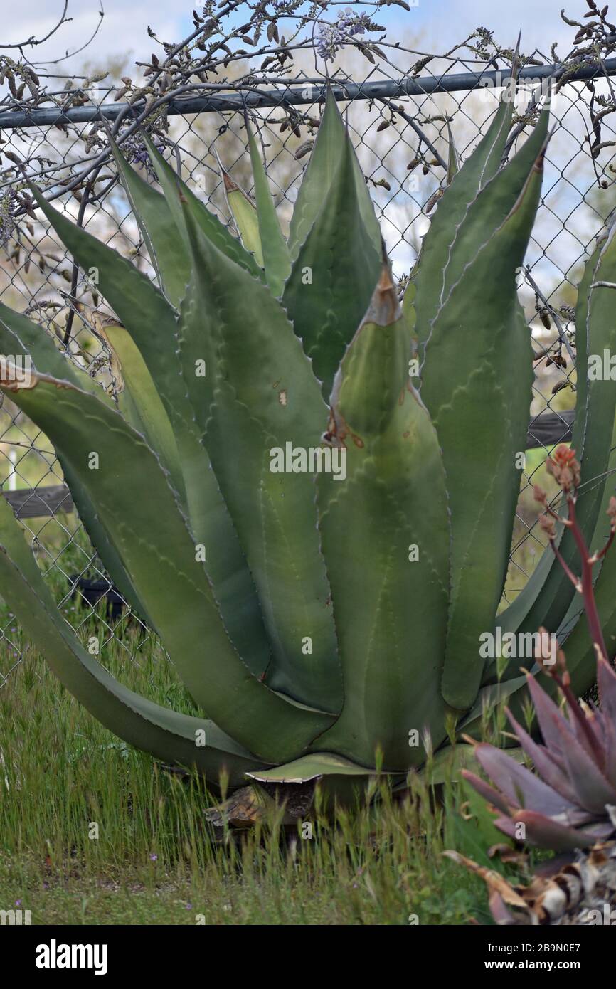 Tequila blue agave fruit hires stock photography and images Alamy