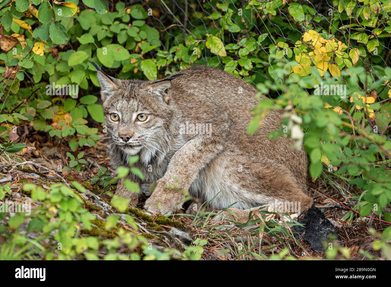 Canadian lynx at Triple D in Montana Stock Photo