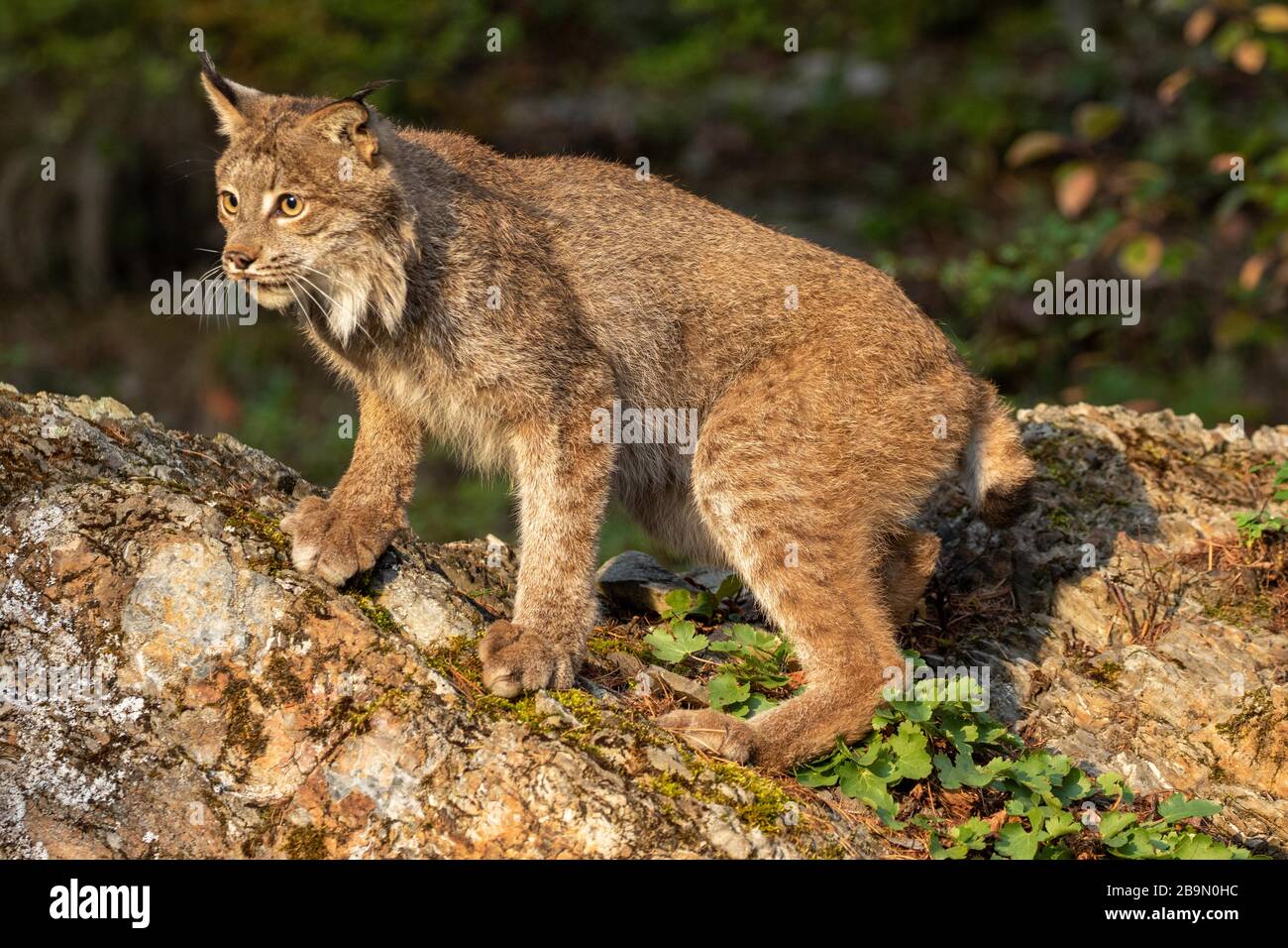 Canadian lynx posing at Triple D in Montana Stock Photo - Alamy