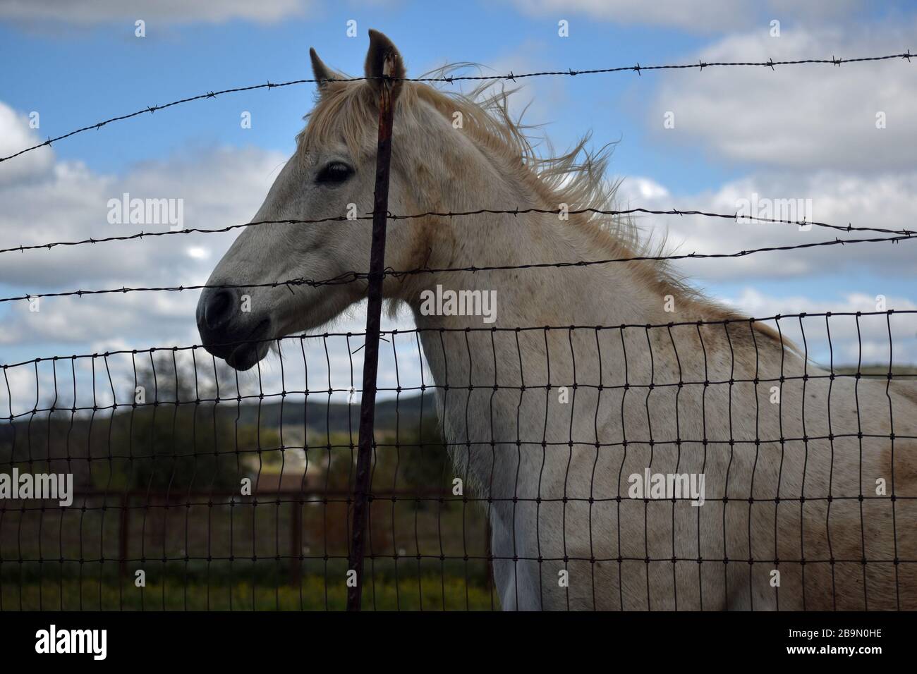 Whinny Horse High Resolution Stock Photography and Images Alamy