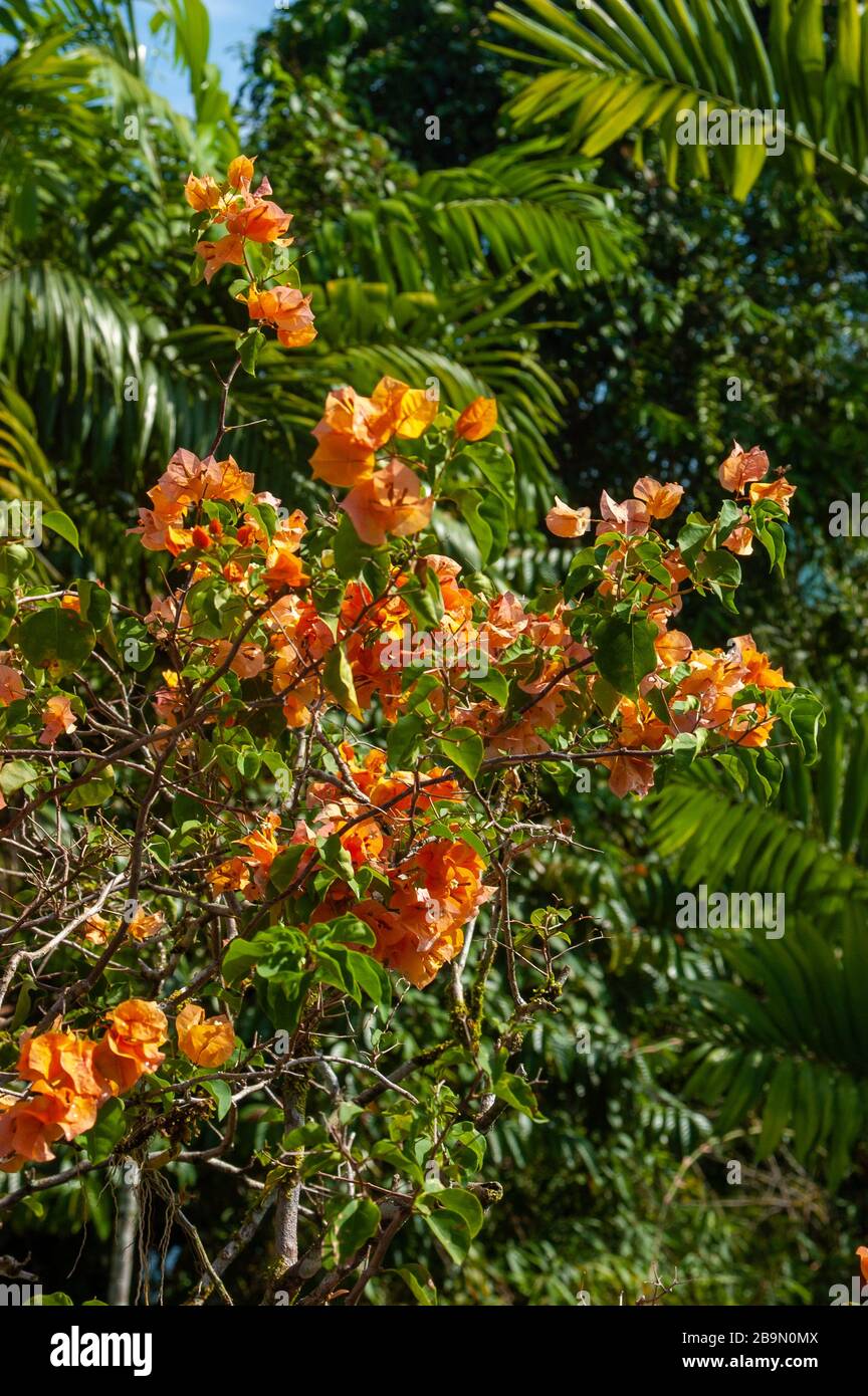 Dense foliage in the Malaysian rainforest, Sarawak, Asia Stock Photo
