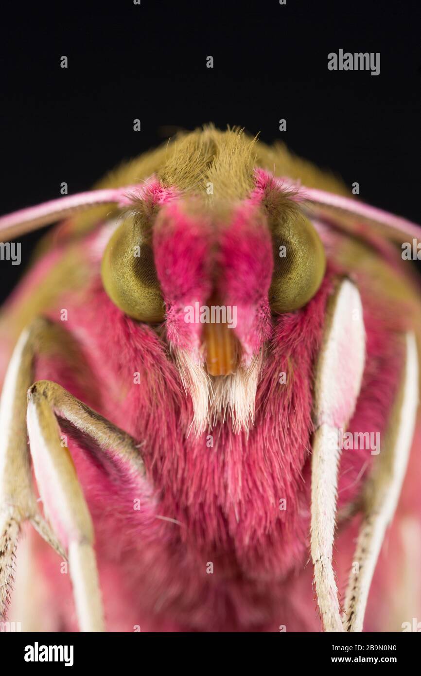 A close-up of a newly emerged elephant hawk moth, Deilephila elpenor. The moth has emerged from a chrysalis that had been kept over winter. It emerged Stock Photo