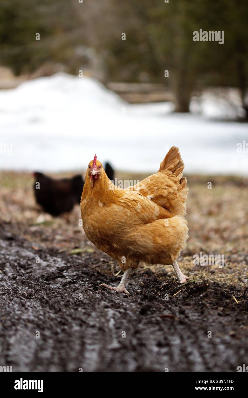 Heritage chickens on a small homestead in Ontario, Canada. Small scale