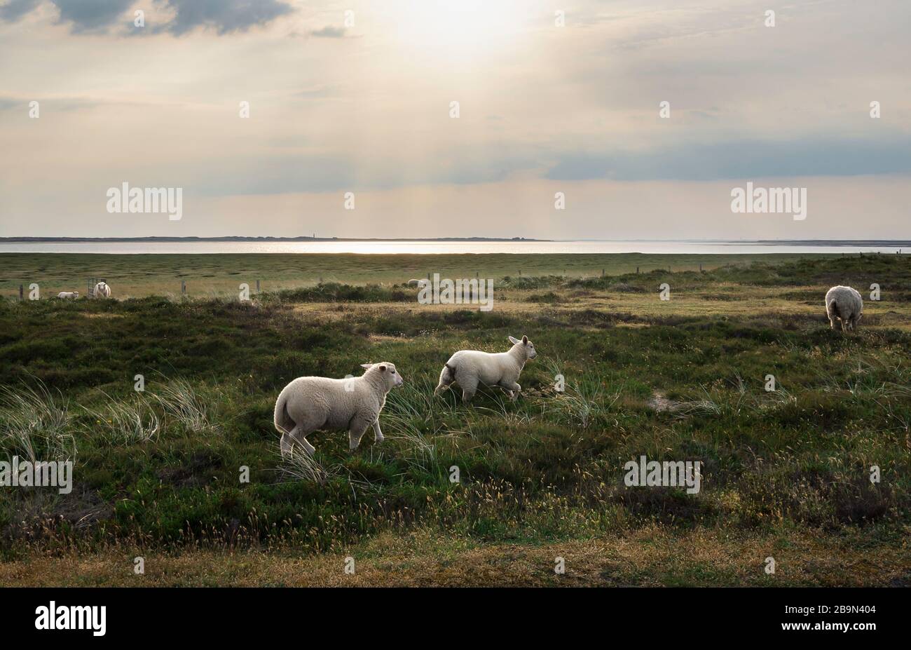 Sylt island landscape at sunrise with lambs running through moss. Lambs jumping and romping on pasture. Stock Photo