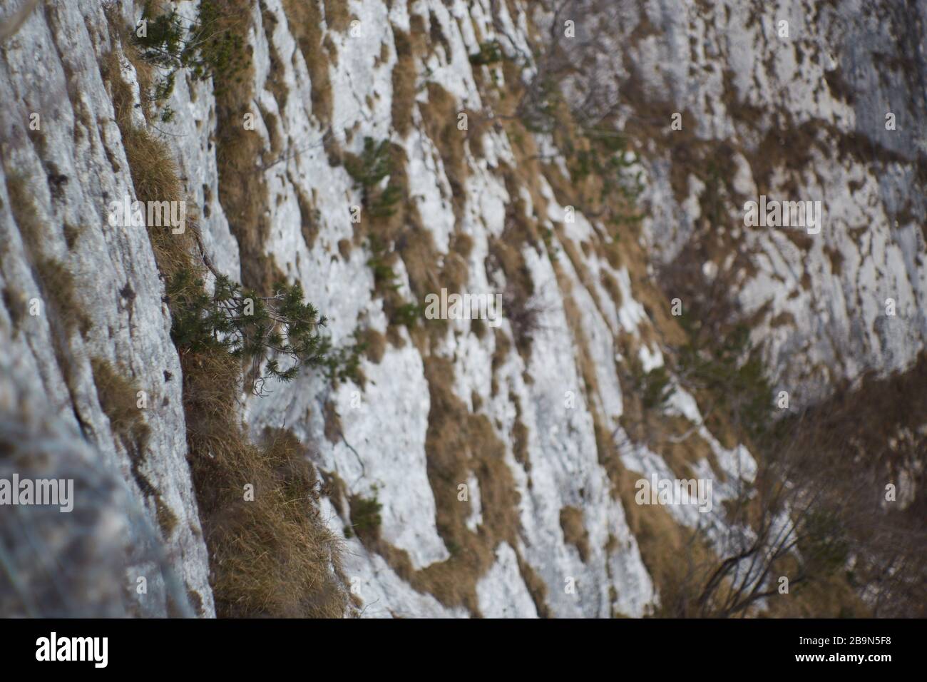 Stumpy Rock Trees on a vertical gray rock, with stumpy grass Stock Photo - Alamy