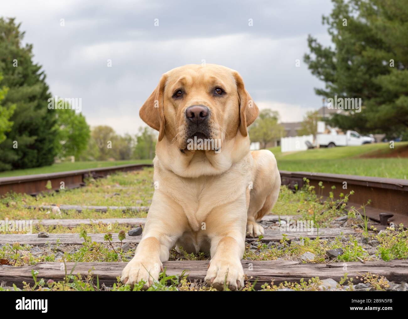 Young yellow labrador retriever in training to be a service dog relaxes on a set of train tracks looking at the camera Stock Photo