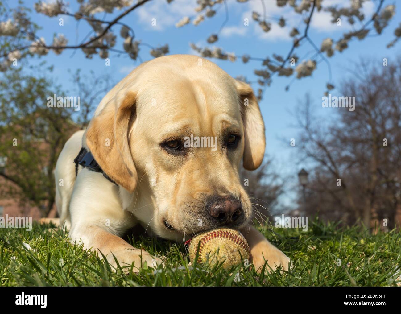 Young yellow labrador retriever in training to be a service dog has fun playing with a baseball found in a public park as cherry blossom bloom behind Stock Photo