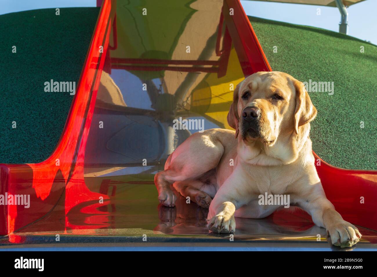 Young yellow labrador retriever in service animal training has fun relaxing on a red children's slide at a local playground Stock Photo