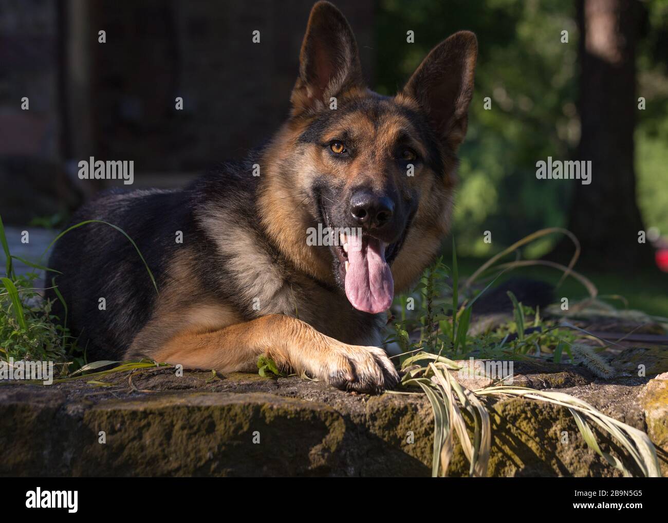 Young german shepherd female lays in the warm grass and looks at the camera on a warm summer day Stock Photo