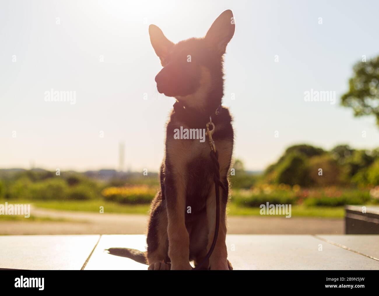 Young german shepherd puppy looks off in the distance while sitting in a field of tulips at sunrise Stock Photo