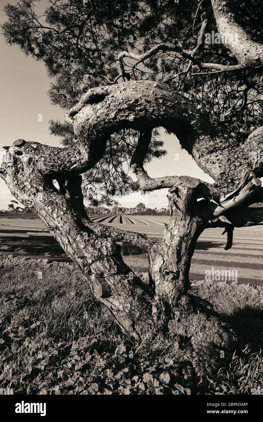 Twisted Tree Trunk and Limbs Frame Geometry of Plowed Field Stock Photo