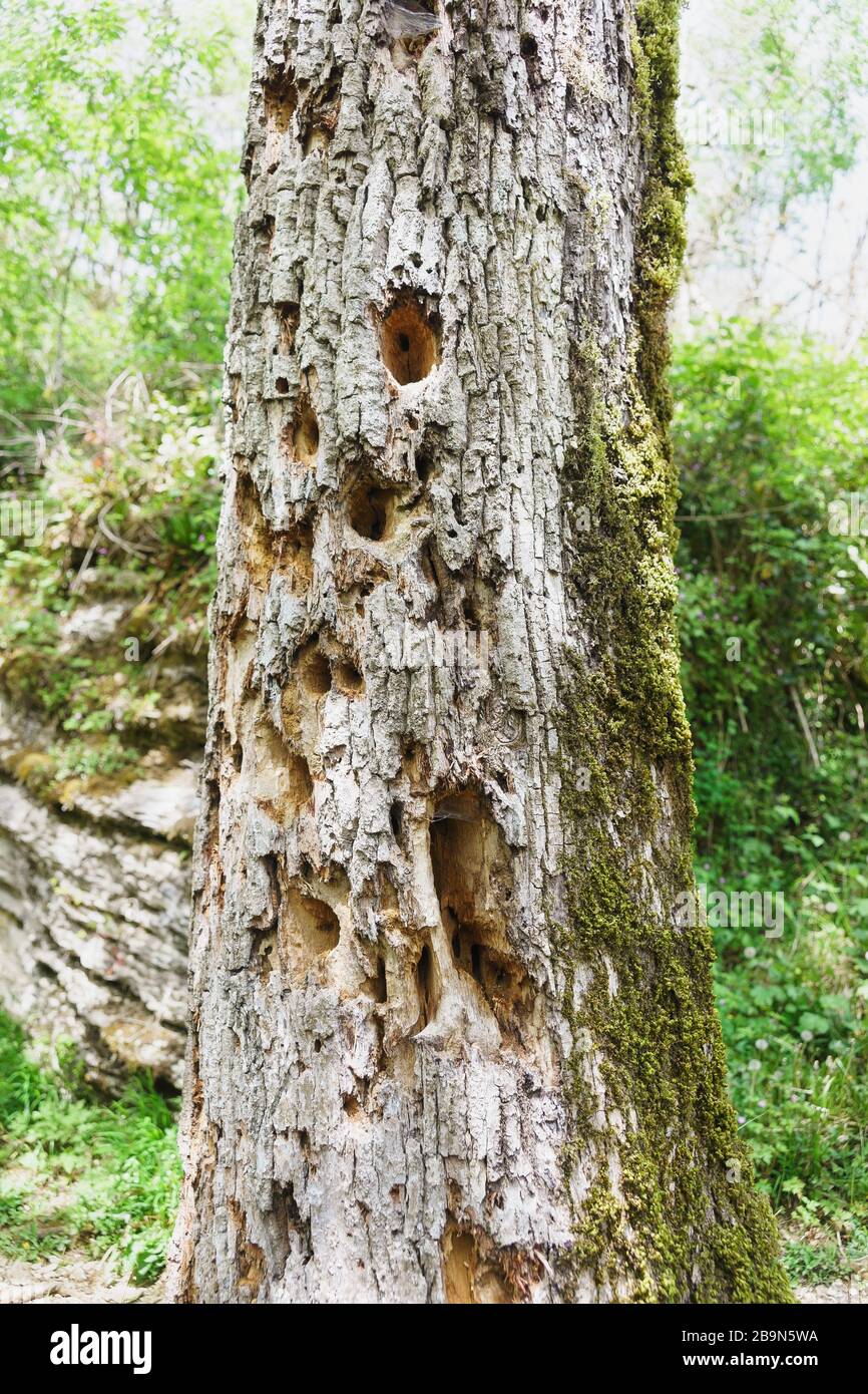 The old oak tree, damaged by pests, carved with a woodpecker hollows ...