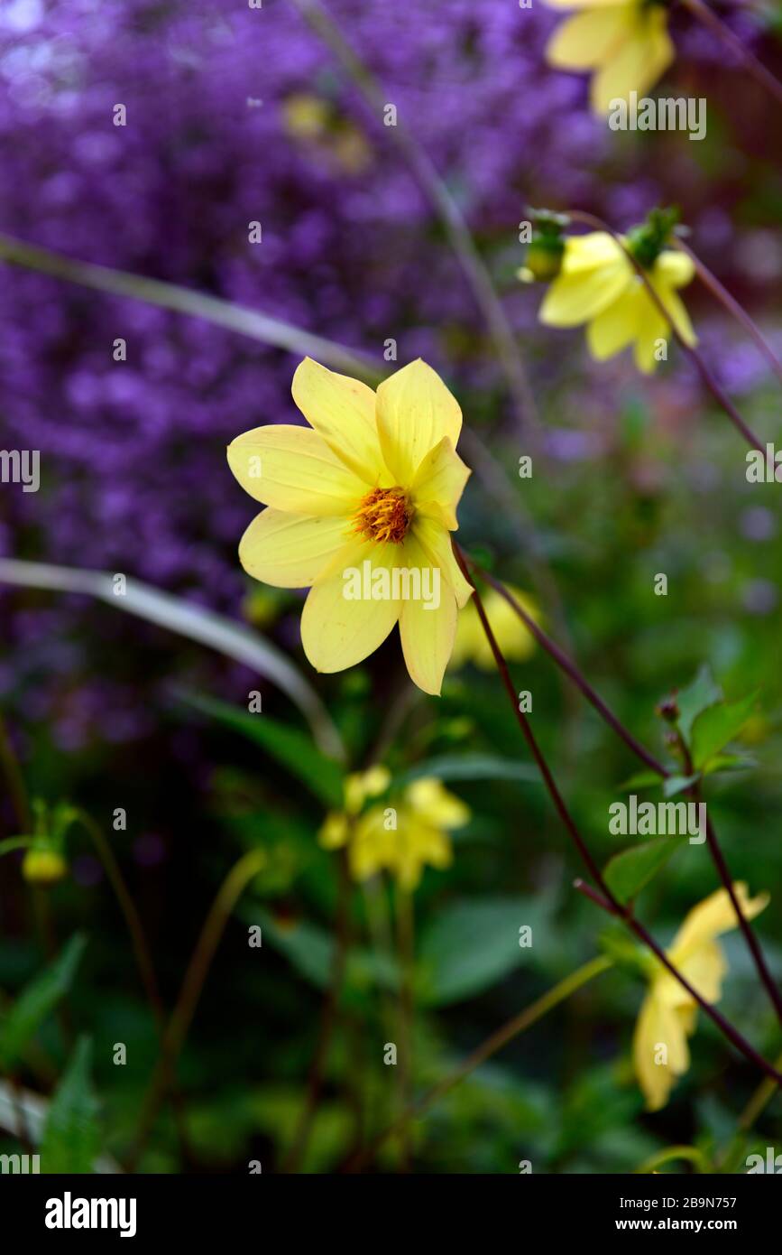 yellow dahlia flowers,Thalictrum delavayi, meadow rue,purple lilac flowers,flower,flowering,perennial,yellow and purple flowers,RM Floral Stock Photo