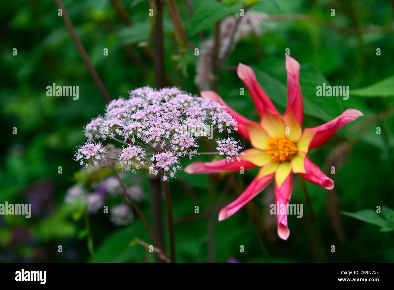 angelica sylvestris purpurea,garden,gardens,flowerhead,floret,florets