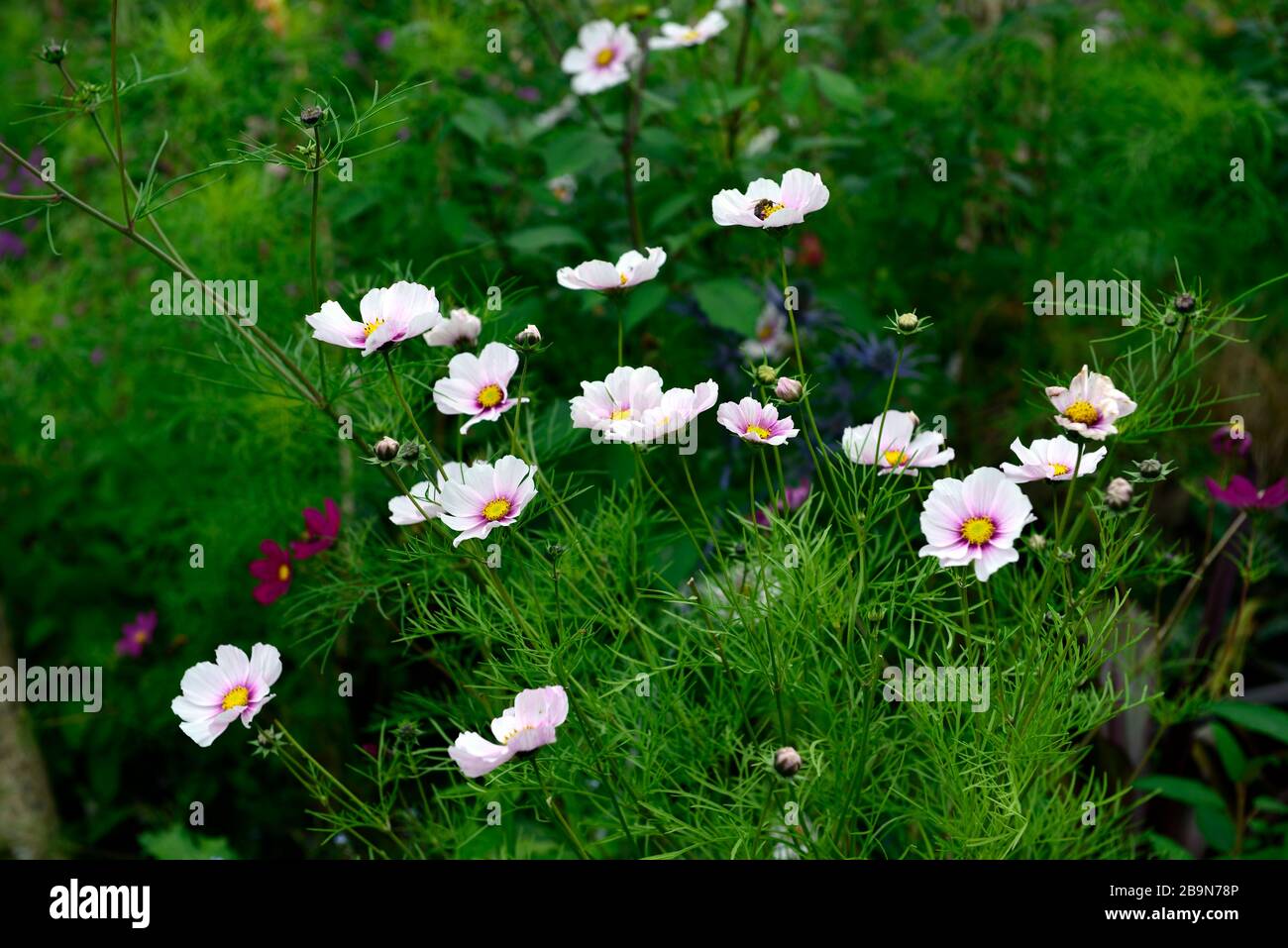 Cosmos bipinnatus Daydream,pink,white,flower,flowers,flowering,display,displays,garden,RM floral Stock Photo